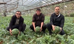 Antalya'da karpuz hasadı başlıyor