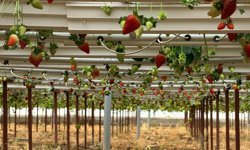 Topraksız üretimle dünya pazarına açıldı