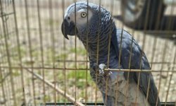 Kaş'ta işletmeye papağan cezası