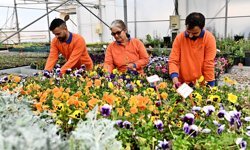 Muratpaşa'da 130 bin dal çiçek yetiştiriliyor