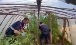 Serik'te uyuşturucu tarlası