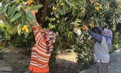 Alanya'da poşetini alan tarlaya koştu