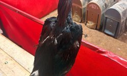 Jandarmadan horoz dövüşüne baskın