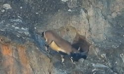 Dağ keçisinin inanılmaz anları