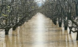 Yüzlerce dönüm şeftali ve armut bahçesi su altında