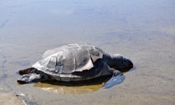 Caretta caretta ölüsü sahile vurdu