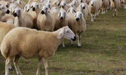 Kurban bedeline tepkiler büyüyor