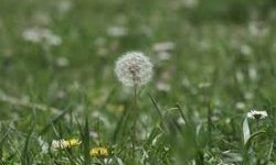 Baharda polenlere dikkat!