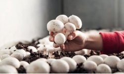 Korkuteli’de mantar yetiştiriciliği kursu