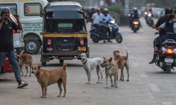 62 milyon sokak köpeği, sokakları işgal ediyor