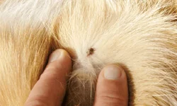 Kene sezonu başladı