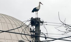 Serik'te leyleklerin ‘yuva’ kararsızlığı