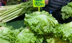 Tarımın başkenti Antalya’da marul cep yakıyor
