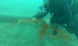 1,5 milyon deniz canlısı kurtarıldı