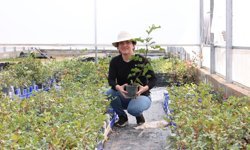 Büyükşehir'den fidan desteği