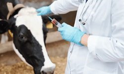 Veterinerler sorunlarına çözüm istiyor