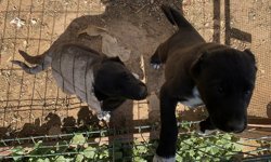 Yavru köpeklerin kulağını kesip satan üreticiye ceza