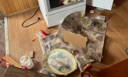 Kış uykusu bitti, ayı istilası başladı