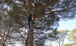 Ekmek parası için komando gibi ağaçlara tırmanıyorlar