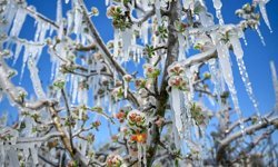 Antalya için zirai don uyarısı