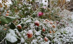 Antalya'da zirai don alarmı: 3 gün sürecek!