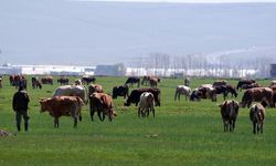 Kurban satışlarında sosyal medya tuzağı