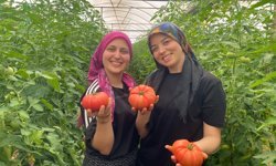 Aksu'da hasat zamanı