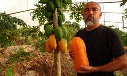 Alanya'da papaya hasadı başladı
