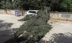 Mezarlıktaki ağaç aracın üzerine devrildi