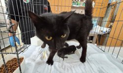 Anne kedi ve yavruları kurtarıldı
