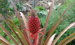 Alanya'da ananas heyecanı