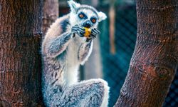 Antalya'da yavru lemur sevinci