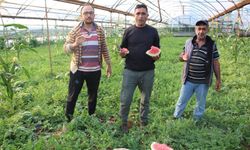 Çekirdek karpuzun hasadı başladı