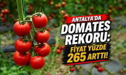 Antalya'da domates rekoru: Fiyat yüzde 265 arttı!