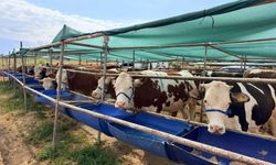Kepez'de kurban satışı başladı