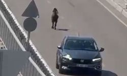 Kaçan keçi, trafiği birbirine kattı