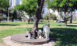 Yavru kedilere yuva aranıyor