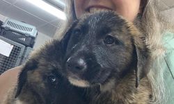 Mahusur kalan köpekler kurtarıldı