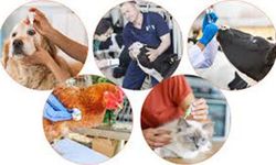 VETERİNER VE HAYVAN SAĞLIĞI İLAÇLARI ALIMI İŞİ
