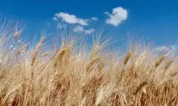 Hububat fiyatları açıklandı