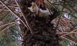 Ağaçta mahsur kalan kediler kurtarıldı