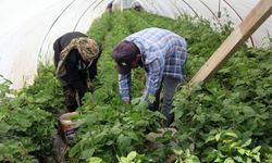 Antalya'da son hasat