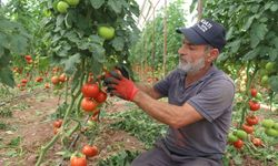 Yazlık domates hasadı başladı