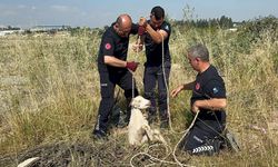 Çukura düşen oğlak kurtarıldı