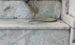 Kedinin yılanla oyunu kamerada