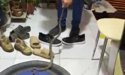 Eve giren yılanla muhabbeti güldürdü