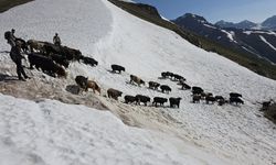 Kaçkarlar'da nefes kesen mücadele