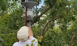 Seralarda kalite için ışık tuzağı