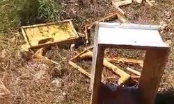 Ayılar arı kovanlarını parçaladı