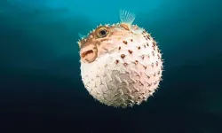 Resmi Gazete'de yayımlandı: Balon balığı avcılığı destekleri artırıldı!